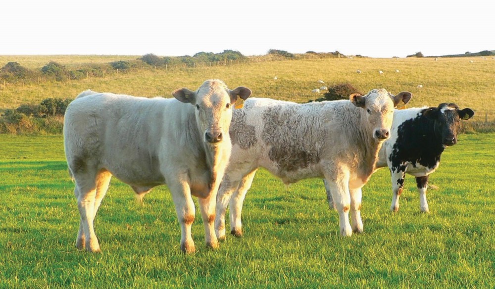 Three young cattle standing on grass. Copyright AHDB. 